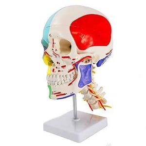 Human Skull Teaching Model With Cervical Vertebrae