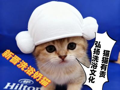 Towel horn hat Shower cap? Bathing! This cat also needs to be trained from a young age