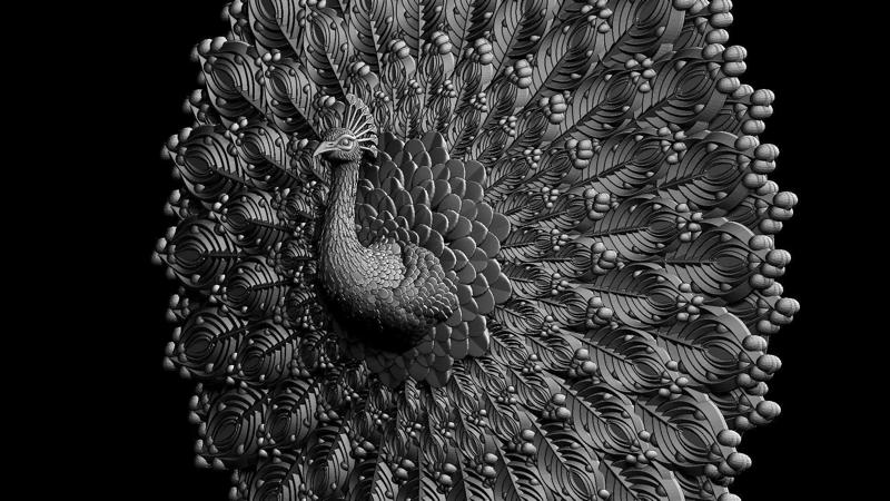 peacock