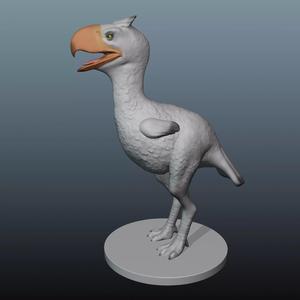 Terror Bird Maroc