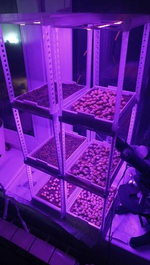 microgreen growing kit ​