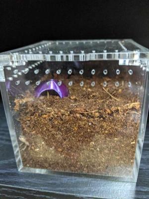 Tarantula Sling Hide