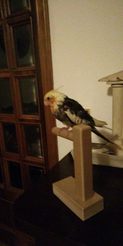 parrot holder