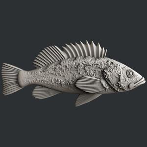 Rockfish