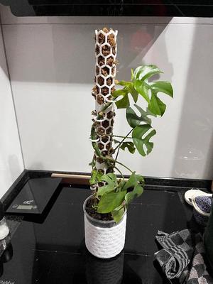 Plant Clip / holder for moss pole   