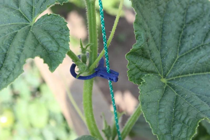 2-Side cucumber Plant Wire Grow Clamp   