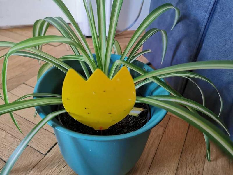 Plant Card Holder for Traps or Name's