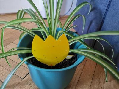 Plant Card Holder for Traps or Name's