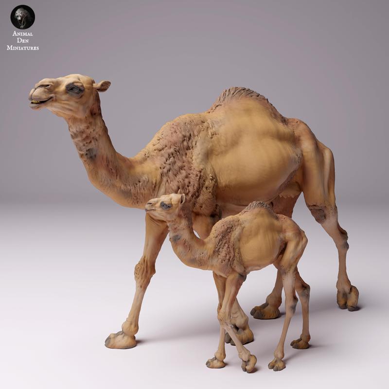 Dromedary Camel Female and Calf