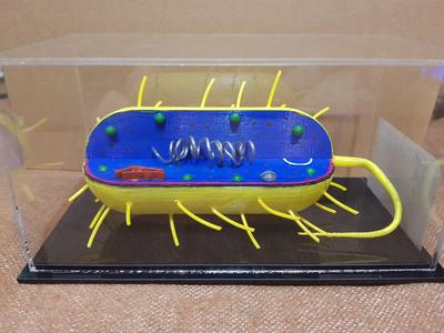 komórka bakteryjna,  bacterial cell