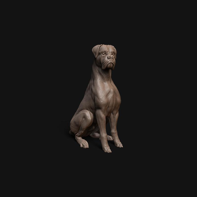 Boxer dog sitting - pre supported