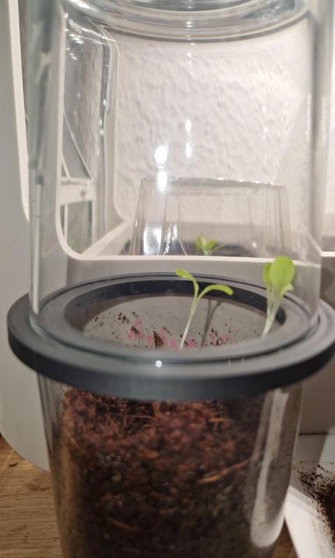 Glas greenhouse