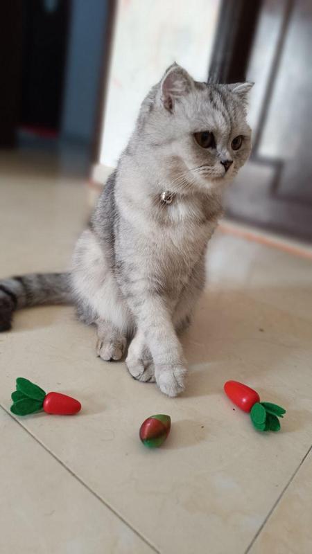cat toy