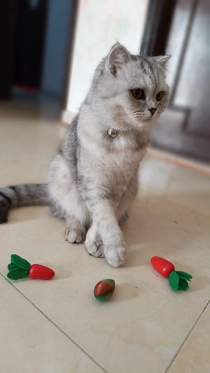 cat toy