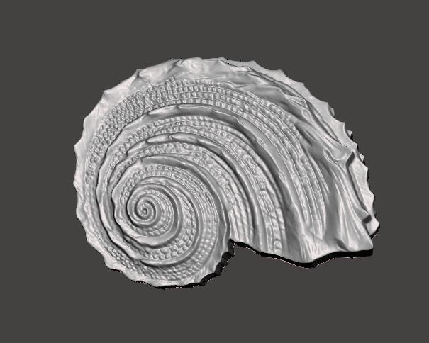 Sea Shell Design realistic abstract scanned model