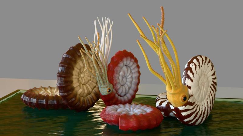 Ammonite - amonoids - three different - print