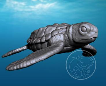 Sea Turtle