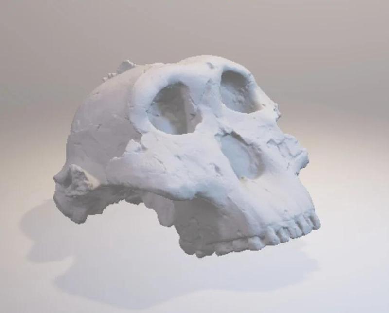 Paranthropus