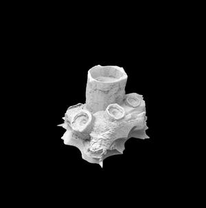 Rock Decoration A610