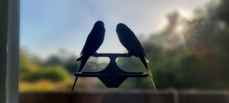 Window Parakeet Stand