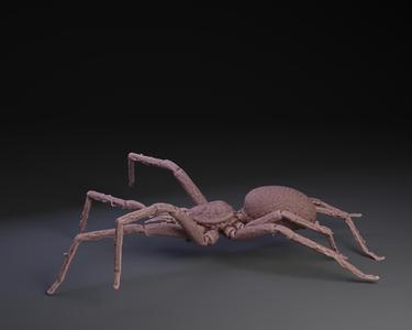Hunter Spider