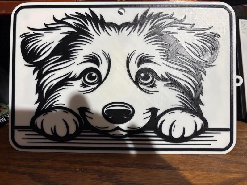 australian shepherd