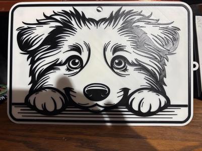 australian shepherd