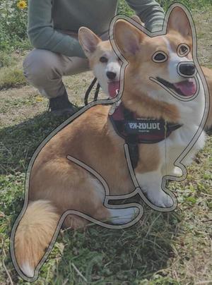 Sitting Corgi Cookie Cutter