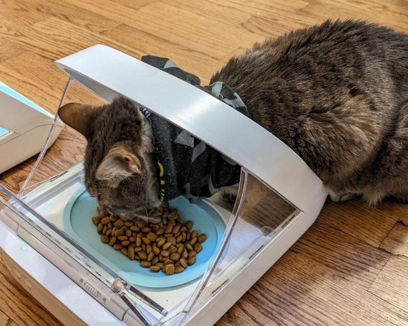 SureFeed microchip pet feeder shallow raised bowl