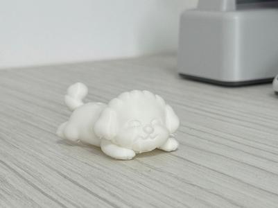Cute Poodle