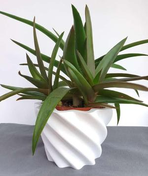 Wavy plant pot