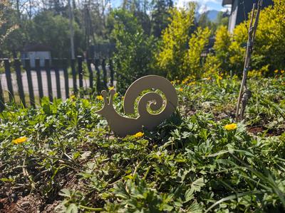 Garden Snail