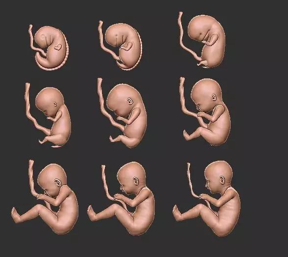 The journey of pregnancy