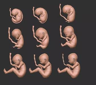 The journey of pregnancy