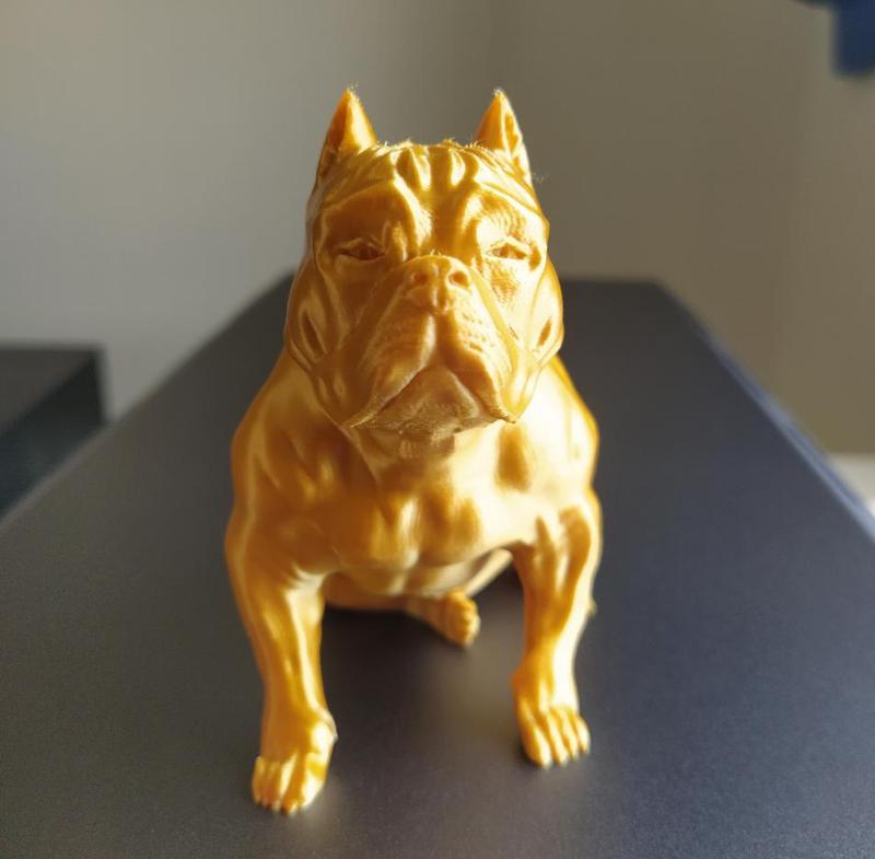 American Bully seated