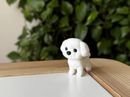 Maltese puppy