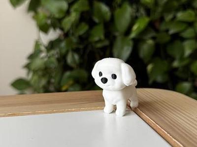 Maltese puppy