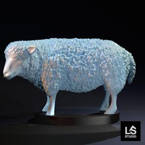 sheep