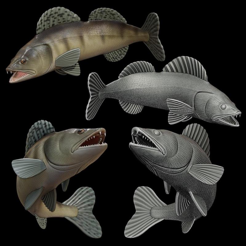 zander / pikeperch / Sander lucioperca  open mouth in motion fish model for 3D printing