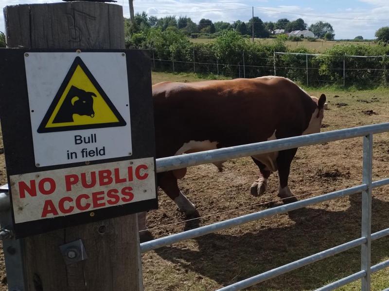 Bull In Field Sign ISO 7010