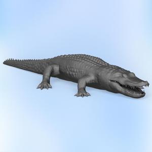 Wild Crocodile
