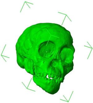 RadioLab Taung Child Skull (repaired, converted to mm)
