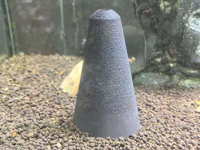 Angelfish Egg Cone