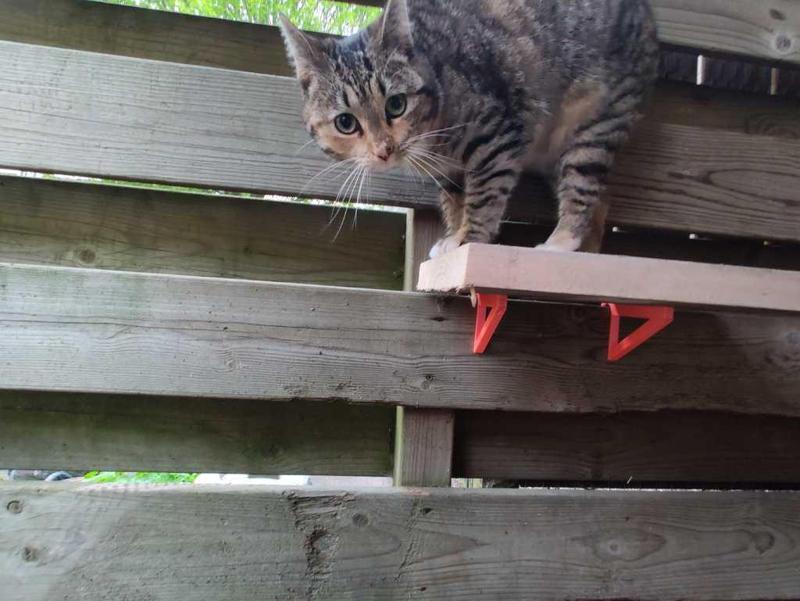 Cat stairs fence