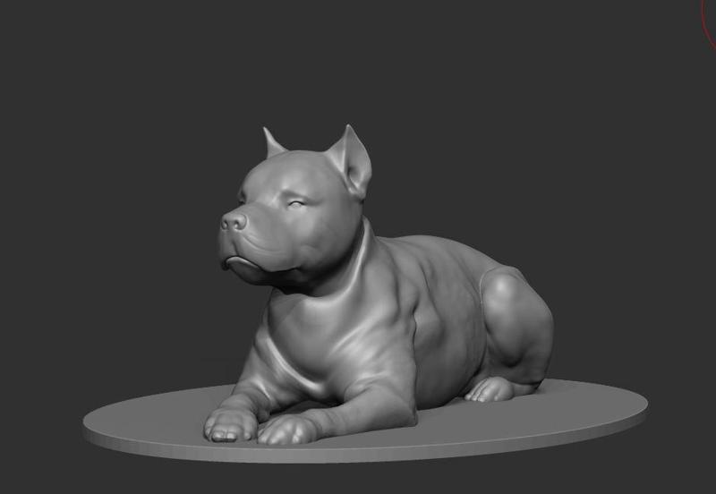 American Pit Bull Terrier , dog