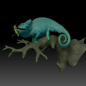 Panther chameleon Furcifer pardalis on branch for wall or for display