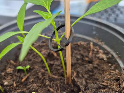 Clamp - Tomato clamp 