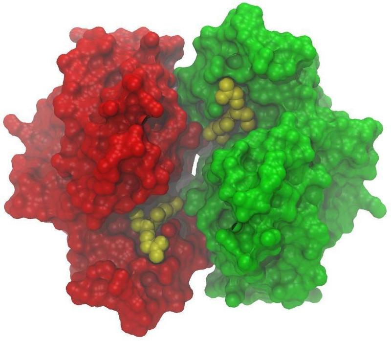 Glutathione Transferase P1-1