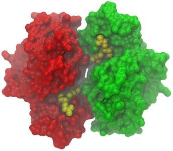 Glutathione Transferase P1-1