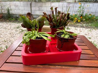 Carnivorous Plant Tray – No Drain Needed